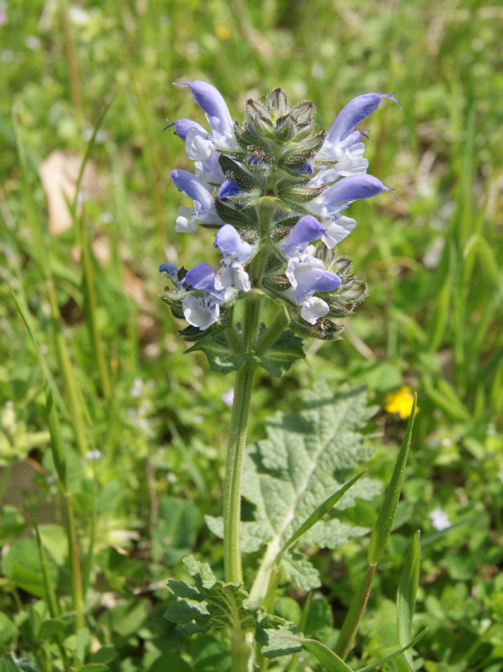 Salvia clandestina